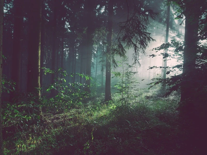Ruhiger Wald – Naturbestattung